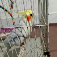عروس سخنگو|پرنده|قم, دروازه چوبی|دیوار