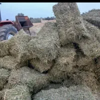 یونجه