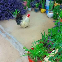 خروس پاکوتاه زیبا