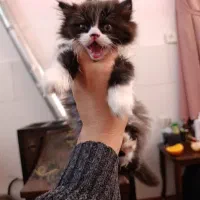 قندی خوشگل بازیگوش