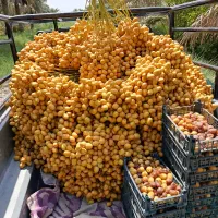 خارک رطب خرما برحی|خوردنی و آشامیدنی|تهران, آرژانتین|دیوار