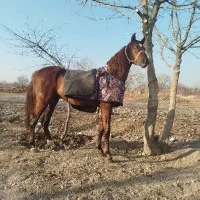 اسب|اسب و تجهیزات اسب‌سواری|اقبالیه, |دیوار