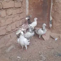 کبوتر پرشی