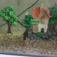 اکواریوم|ماهی|ایلام, |دیوار