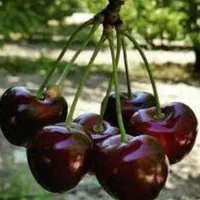 نهال گیلاس ۴ساله سطلی باردهی کرده کاشت الان|خدمات باغبانی و درختکاری|تبریز, |دیوار