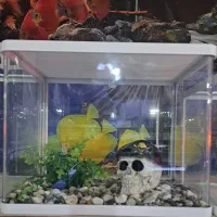 شیشه خم شرکتی دکور شده AQUA SEYF ماهی/آکواریوم|ماهی|زنجان, |دیوار