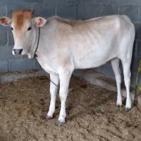 گاو نوبر محلی