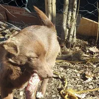 سگ خانگی|سگ|مریوان, |دیوار