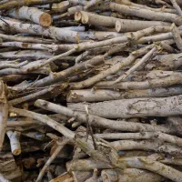 انواع خرید|خدمات باغبانی و درختکاری|مرند, |دیوار