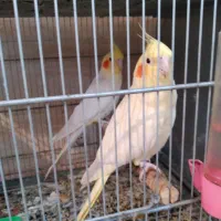 عروس هلندی ماده|پرنده|بروجرد, |دیوار