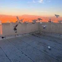 کفتر‌فروشی