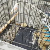 قناری ماده|پرنده|ری, شهادت|دیوار