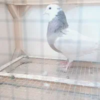 رنگی بهبهانی سینه طوقی|پرنده|شیراز, تندگویان|دیوار