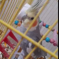 عروس هلندی