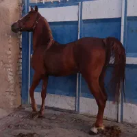 اسب