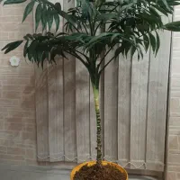 نخل شامادورا