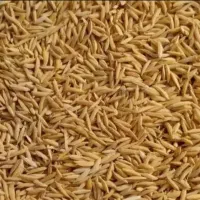 شلتوک ضیغمی تخمی درجه یک