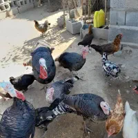 بوقلمون محلی