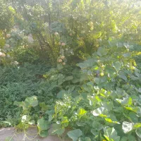نهال زرشک وعناب