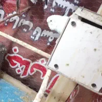 مرغ عشق ماده|پرنده|سبزوار, فرهنگیان|دیوار