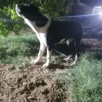 توله سگ 6 ماهه قدرجونی|سگ|اندیمشک, |دیوار