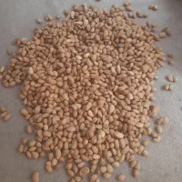 بادام به شرط