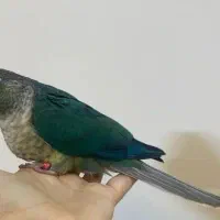 گرینچیک جنسیت نر