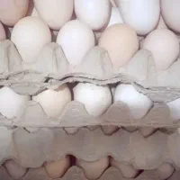 تخم مرغ محلی|خوردنی و آشامیدنی|شاهرود, |دیوار