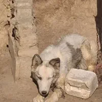 سگ هاسکی