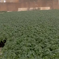 نشا 8320دستی|خدمات باغبانی و درختکاری|کاکی, |دیوار