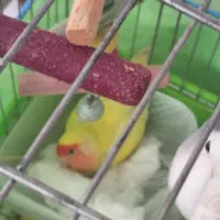 طوطی برزیلی ماده تخم گذار