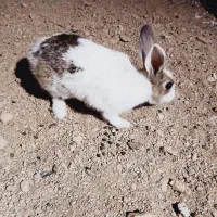 خرگوش