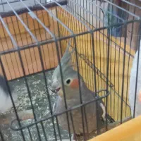 معاوضه ماده بایه ماده دیگه