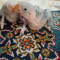 شاه طوطی با جوجه