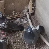 کفتر پرشی|پرنده|دماوند, دماوند|دیوار