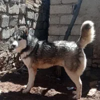 هاسکی