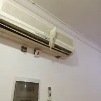 جم سالم وسخنگو|پرنده|جم, |دیوار