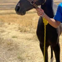 مادیون دو ساله عرب ایرانی خالص