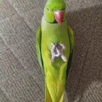 گمشده لطفاً خبر بدید لطفاً|حیوانات|فردیس, شهرک سپاه|دیوار