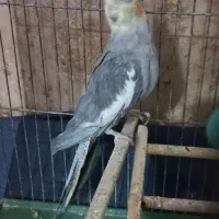 عروس هلندی نروماده