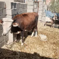 گاوفروشی شش هفت ماه که آپسته