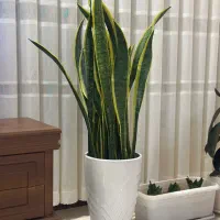 سانسوریا ۱۸ غلاف سر سبز و سلامت با گلدون