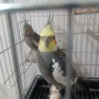 عروس هلندی مولد با جوجه|پرنده|باغستان, |دیوار