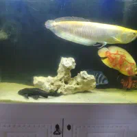 آکواریوم 1 متری با کمد و لوازم و ماهی در حد نو|ماهی|رباطکریم, رباطکریم|دیوار