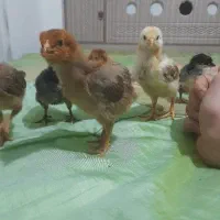 ۶ عدد جوجه مرغ واکسن خورده خیلی درشت فروش فوری