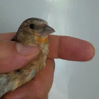 سهره قناری دهندار