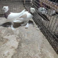 کبوتر طوقی عروسک|پرنده|زاهدان, |دیوار