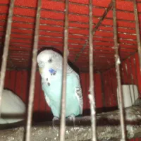 مرغ عشق نروماده اینگلیسی ماده معمولی نر