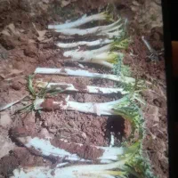 کنگر  ساقه بلند