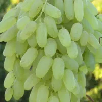 اجاره باغ عسگری بیاره
